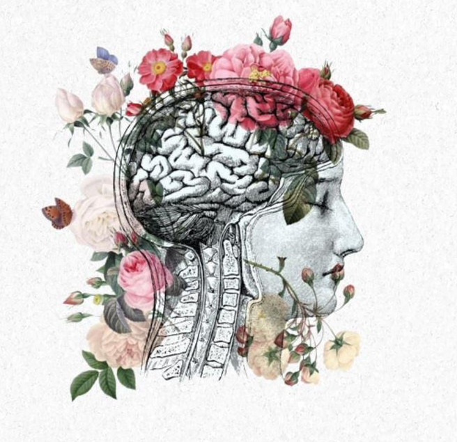 cerebro